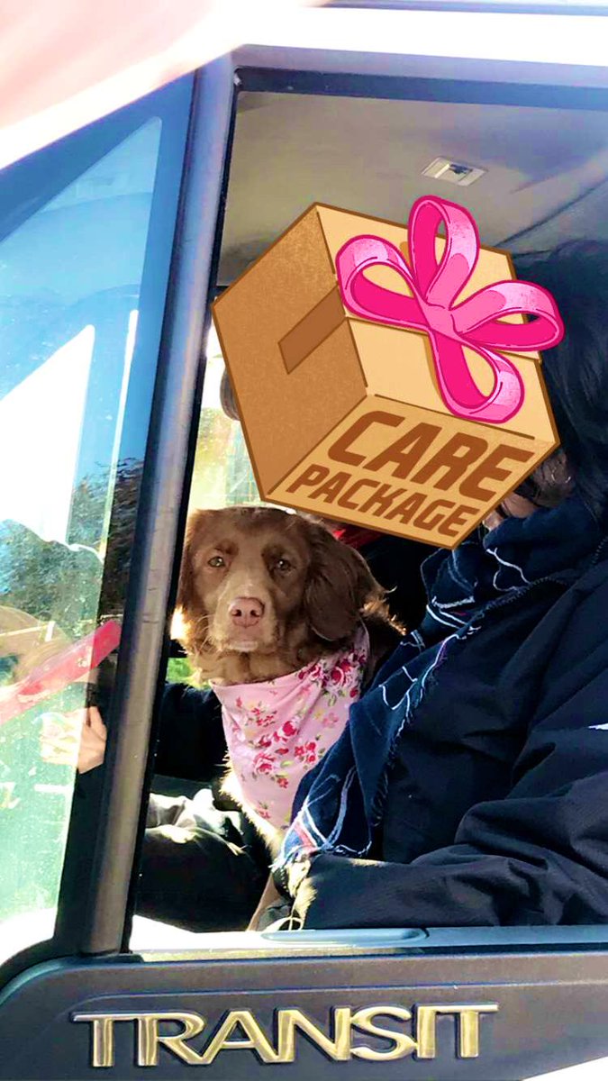 abbiiimarshall's tweet photo. best part of my bday seeing the dog in her new bandana https://t.co/Lt9MHQcCwv
