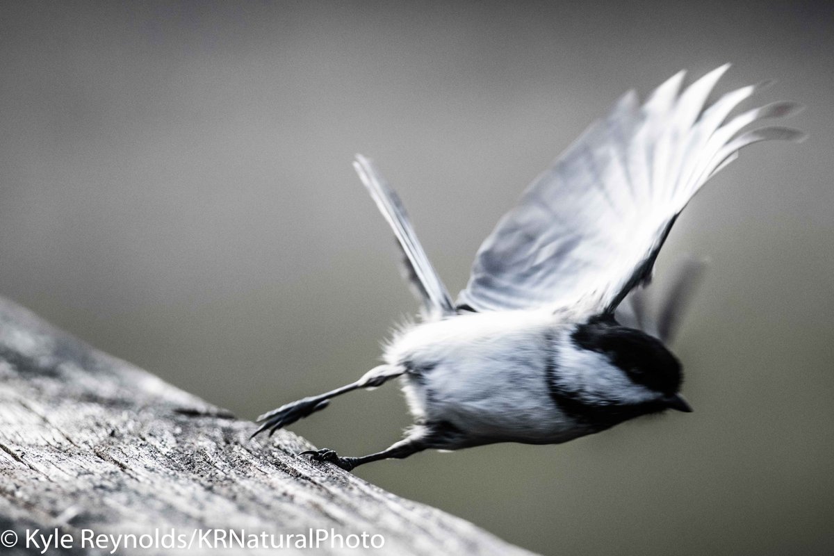 KRNaturalPhoto's tweet photo. Well, I did manage to get this birds one foot in focus at least. LOL. #Birding #birdphotography #naturelovers #Almostinfocus https://t.co/wEeWIRY44C