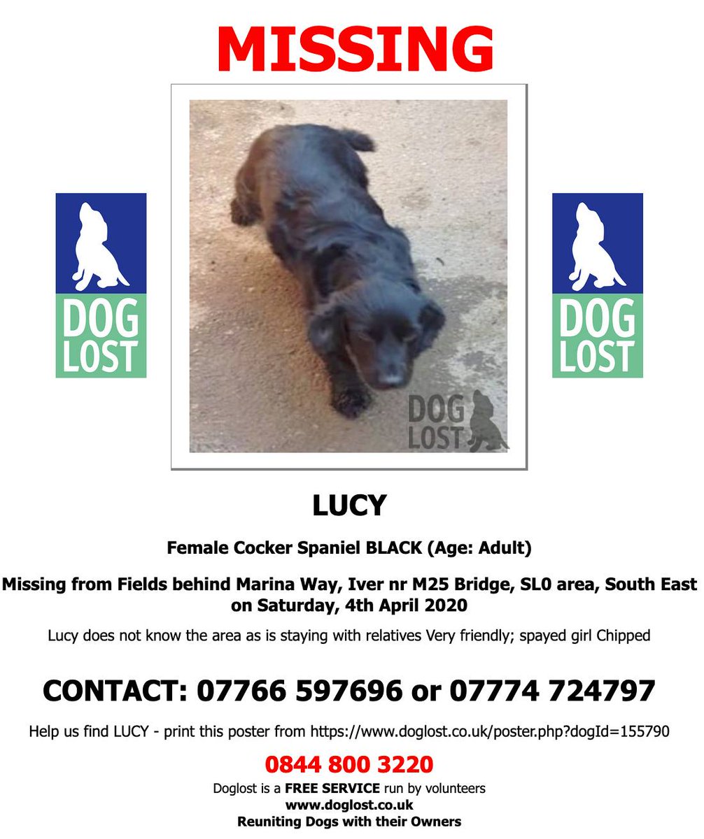 The_Animal_Team's tweet photo. #Lucy went #missing on 4/4/20 from fields behind #MarinaWay #Iver near #M25 bridge, #SL0 area. #CockerSpaniel #Black #K9hour #TeamZay https://t.co/W9HlV6c0w6