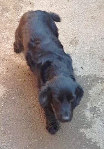 The_Animal_Team's tweet photo. #Lucy went #missing on 4/4/20 from fields behind #MarinaWay #Iver near #M25 bridge, #SL0 area. #CockerSpaniel #Black #K9hour #TeamZay https://t.co/W9HlV6c0w6