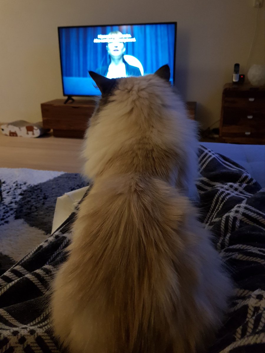 thehairycats's tweet photo. I recognize the Netflix tune😺. As soon as I hear that pa-dam sound I jump on mum's lap😹. Tonight we are watching La Casa de Papel. #Yuri #Netflixcat https://t.co/FK9M06KjfZ