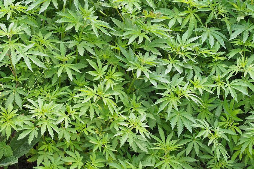 FRIDAY, May 10, 2019 HealthDay News -- #MedicalMarijuana extracts appear to help children with #autism, reducing their disruptive behavior while improving their social responsiveness, a new Israeli clinical trial reports. #njmmp #njmmj #mmjnj

webmd.com/brain/autism/n…