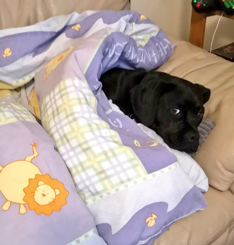 SPICED_BTP's tweet photo. To those several folks it may concern, we will not be producing our normal stream tonight.

Sadly happenstance has conspired to exhaust both our glorious leader @Spanners_btp (and this puppy) beyond any reasonable endurance.

We'll be back next Monday! https://t.co/vziAuOQviY