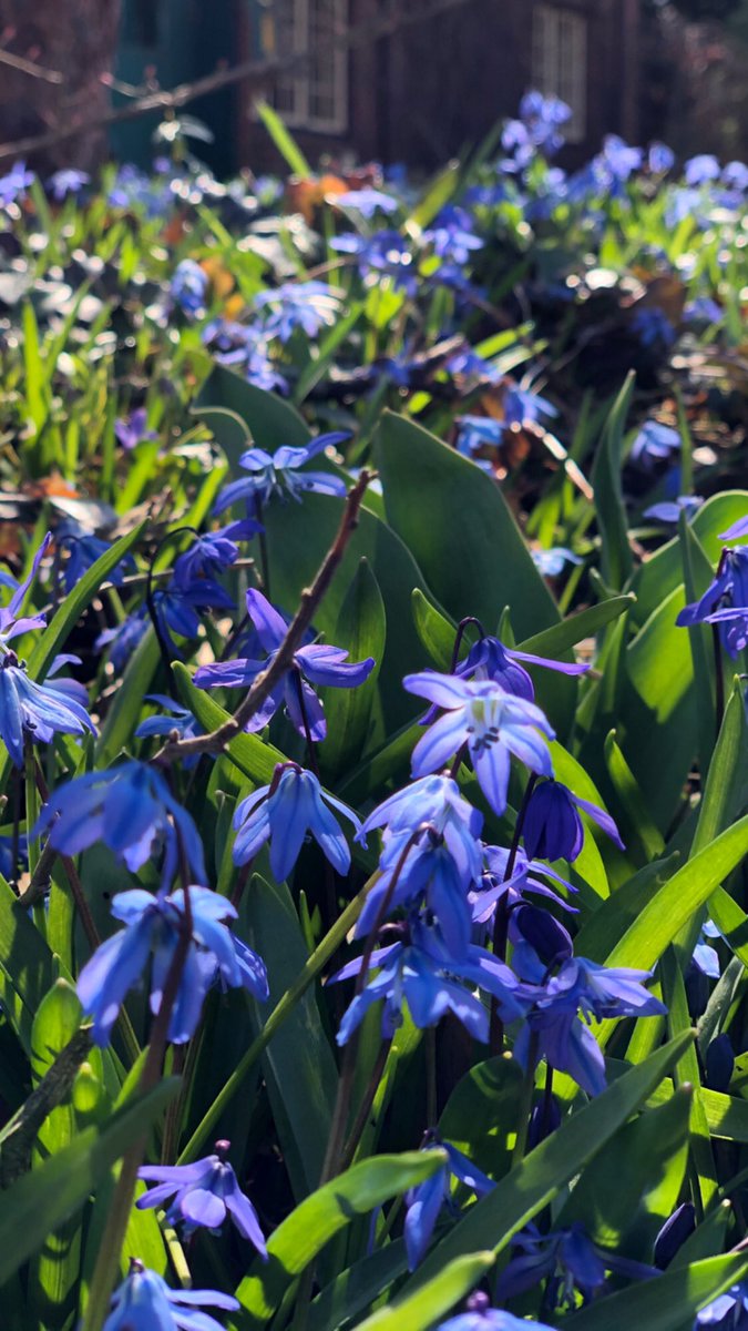 MrsDerza's tweet photo. Relaxing walk and appreciating all the beautiful growing that’s happening outside #spring #relax #biojournaling #zoomin #ShotOniPhone https://t.co/QevvnHPYCn