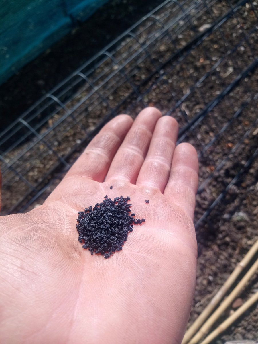 MattOliver87's tweet photo. Leek sowing time. Autumn Mammoth, Lyon and old favourite Musselburgh. I always sow mine direct then lift and dib out later. Can't be faffing about with seeds trays, compost and potting on for crops that don't really need it #allotment #GrowYourOwn #GYO https://t.co/Vj7XV0j2tl