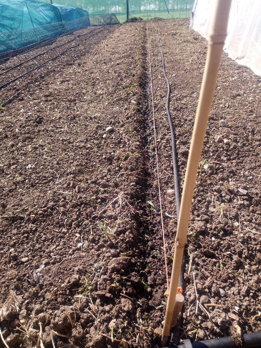 Leek sowing time. Autumn Mammoth, Lyon and old favourite Musselburgh. I always sow mine direct then lift and dib out later. Can't be faffing about with seeds trays, compost and potting on for crops that don't really need it #allotment #GrowYourOwn #GYO
