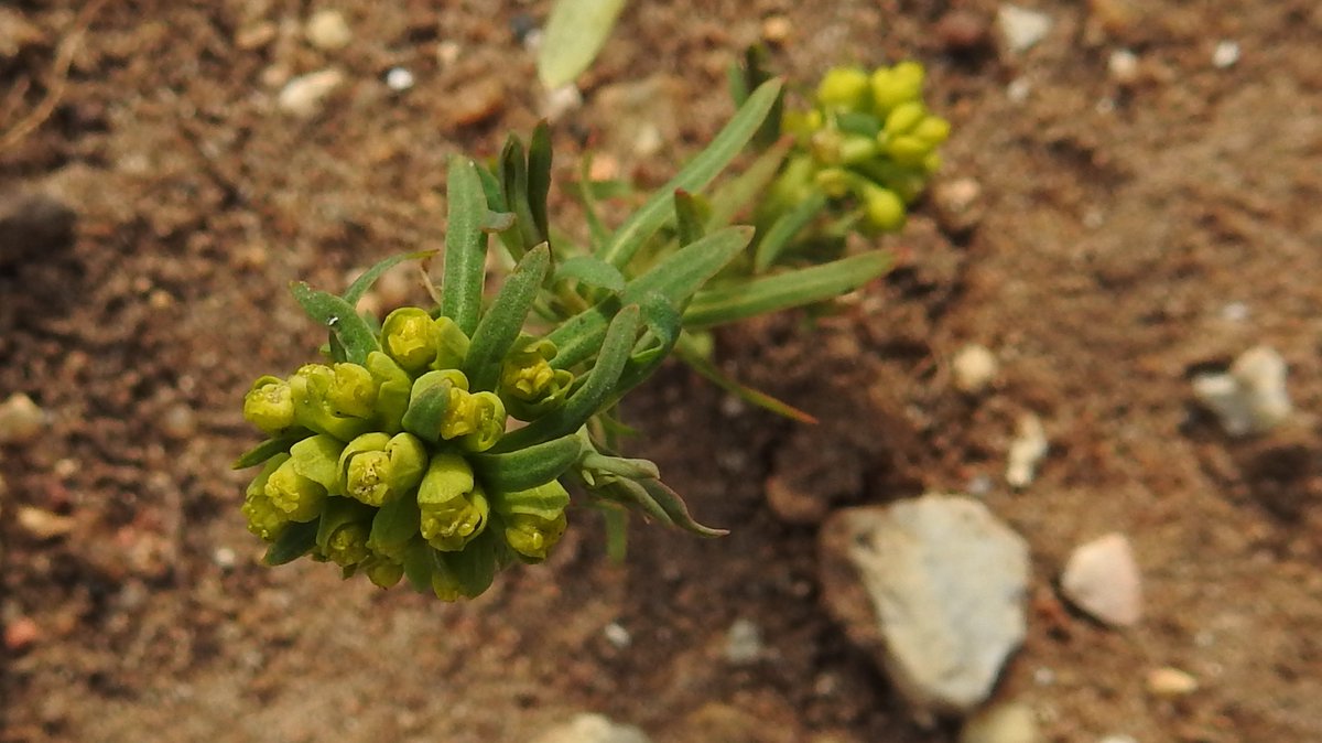 Other inhabitants of the  #Tuddenham verges: delectable Cowslips, a constellation of Field Mouse-ear (Cerastium arvense), relentless Soapwort (Saponaria officinale) coming up for another year & on the headlands, Dwarf spurge (Euphorbia exigua). #OurWorldIsWorthSaving 3/4