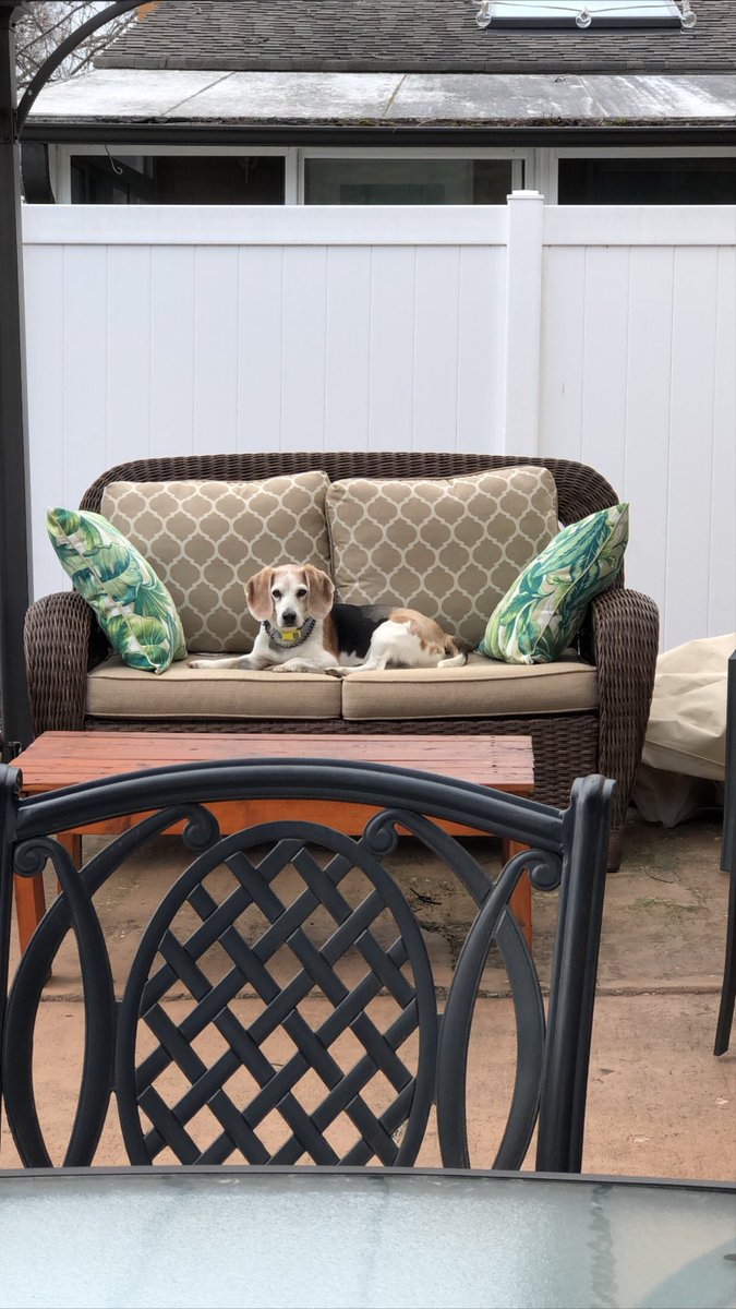 Watch out  <a href="/mrskatiepurse/">Katie Purse, EdD</a>  Finn is trying to take over your job as principal  and supervisor as we start remote learning! #asd4all #itbraves #asd4remotelearning