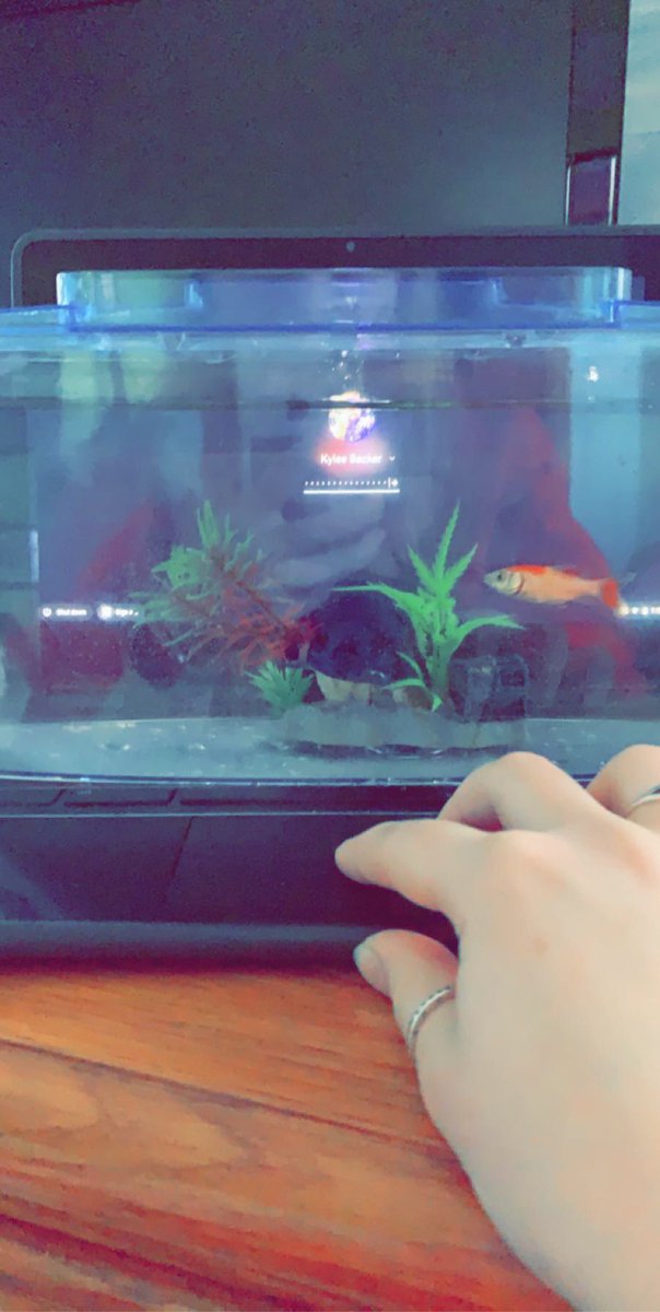 KyleeBacker's tweet image. who would of thought my fish would ever go to school with me!? 🐠@SCNStuCo #scnspirit