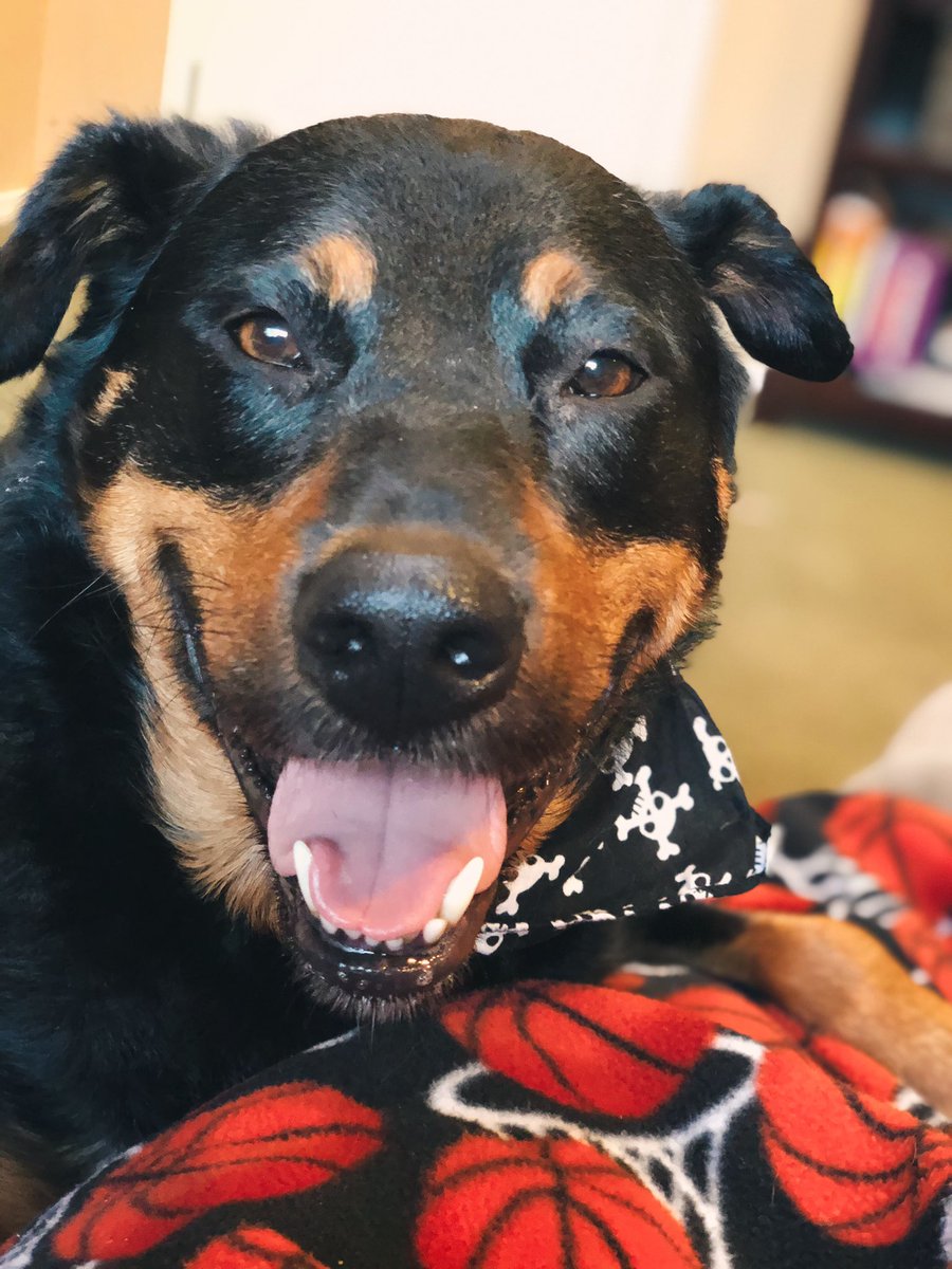 CourtneyBossert's tweet photo. Because everyone needs to see a smiling dog on a Monday. A smile is the most safe contagious thing right now everyone needs!
πΎ
#rykerbeans #doglife #gooddog #rescuepup #pnwdog #pawsome #muttsquad #muttigree #muttlover #smilingdog #mondaymood #mondayvibes https://t.co/WHIJOCJIAB