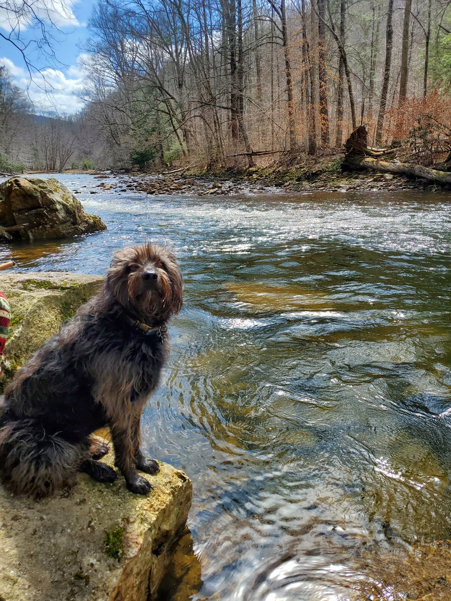 88ZVANN16's tweet photo. Where I want to be 🌲🐶 https://t.co/7GstiXgaeC