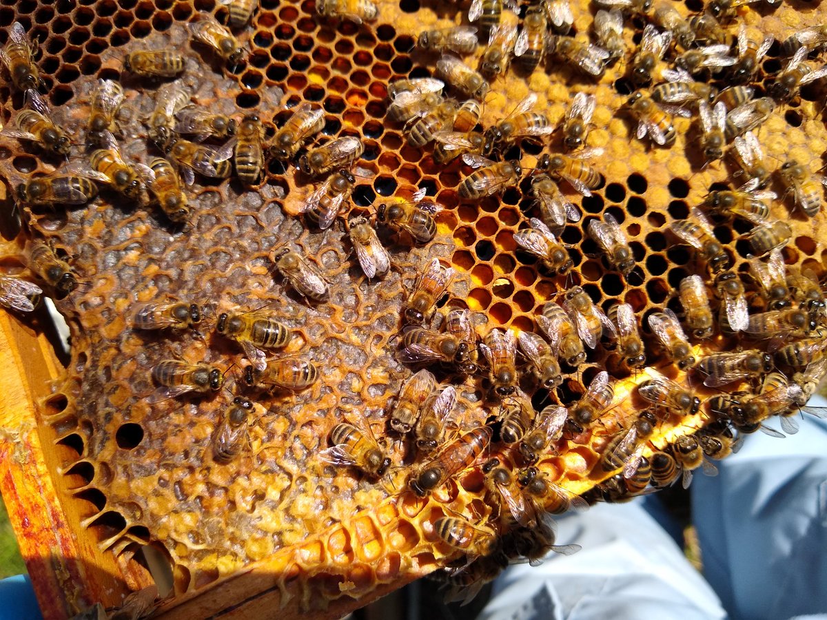 Making the most of Sunday's good weather for some important #beetherapy. Felt good to give our colonies their first full inspection. All 4 looking good and ready for the season 🤞 Here's a photo to play the Spot the Queen Game....Go! #beekeeper #beekeepinglife #saveourbees