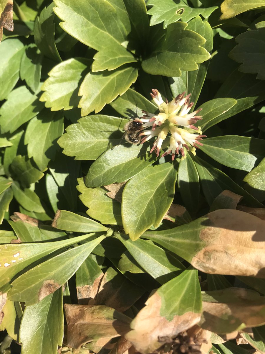 UbeesB's tweet photo. Spotting more flowers means spotting more bees!! This cute gal was found outside the UB Anderson Art Gallery https://t.co/XTfrWHeq7H
