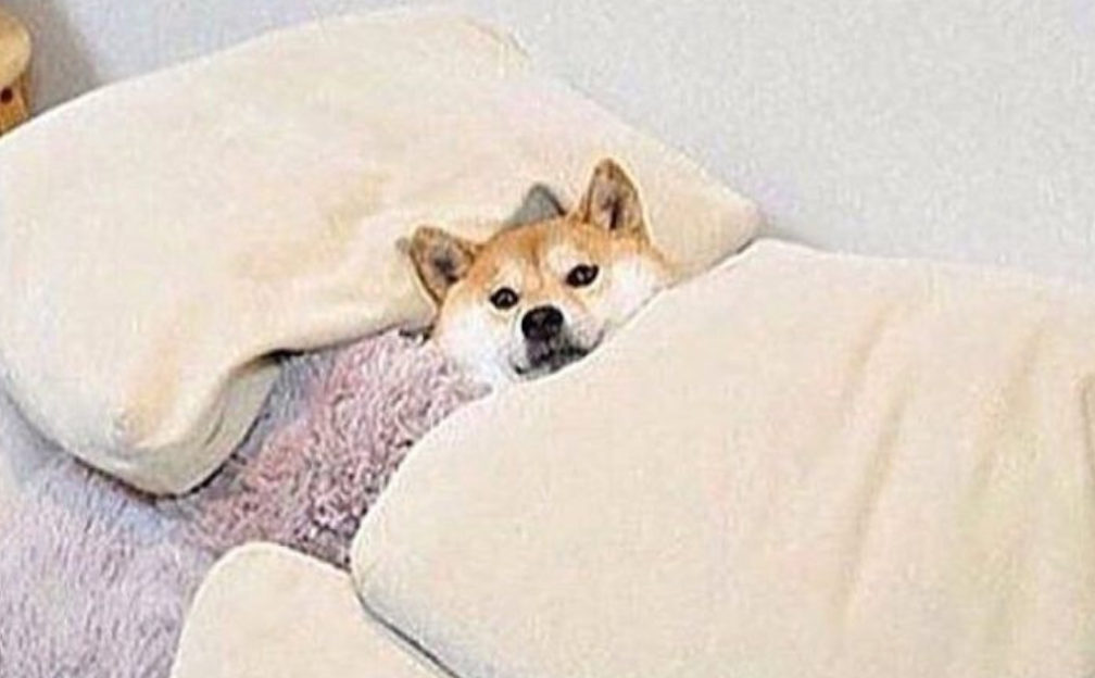 ColourPopCo's tweet photo. me after doing 1 out of the 20 things i'm supposed to do https://t.co/Ua78DUYf9P