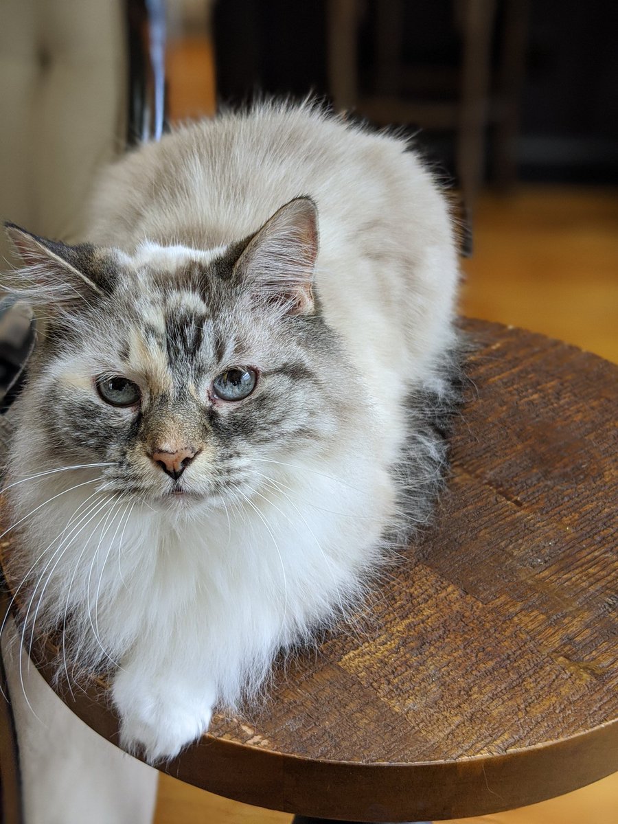 CuteSnowballCat's tweet photo. If it fits, it is my solemn duty as mayor, to sits. Thank you all, stay safe out there. #CatsOfTheQuarantine https://t.co/lAqm7pboq7