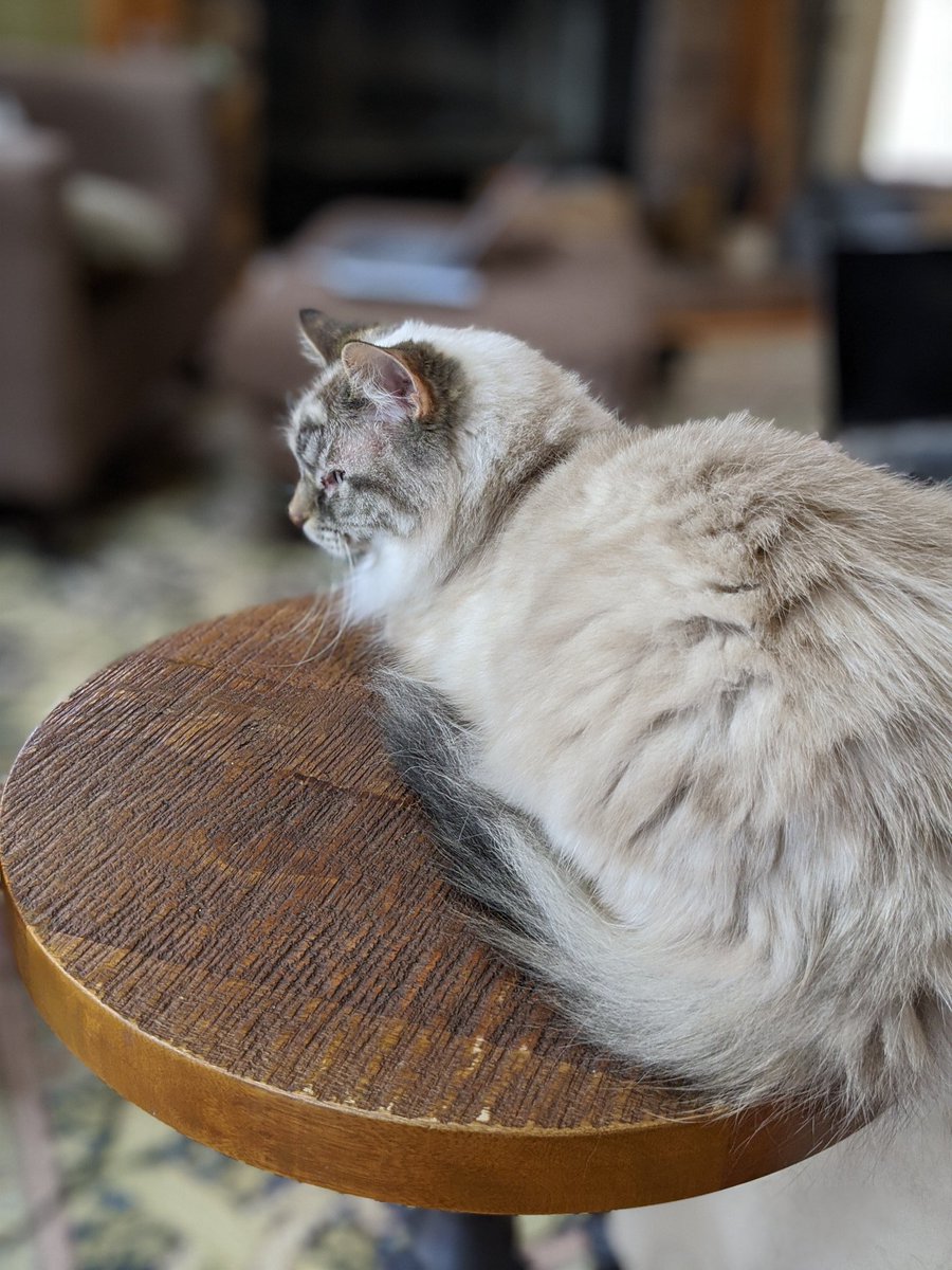 CuteSnowballCat's tweet photo. If it fits, it is my solemn duty as mayor, to sits. Thank you all, stay safe out there. #CatsOfTheQuarantine https://t.co/lAqm7pboq7