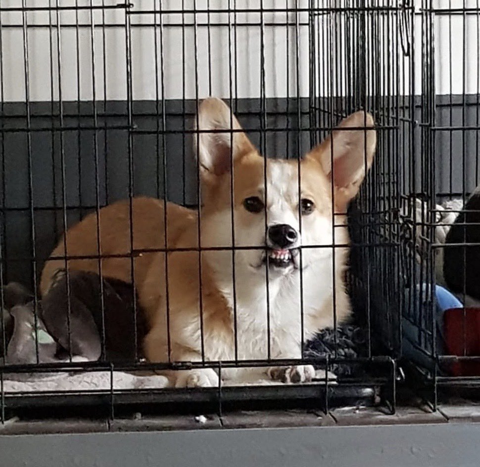 Sternschubser's tweet photo. Sometimes he goes full derp and almost manages to look ferocious 🐶 #corgi #CorgiCrew https://t.co/C4t5s7QgLh