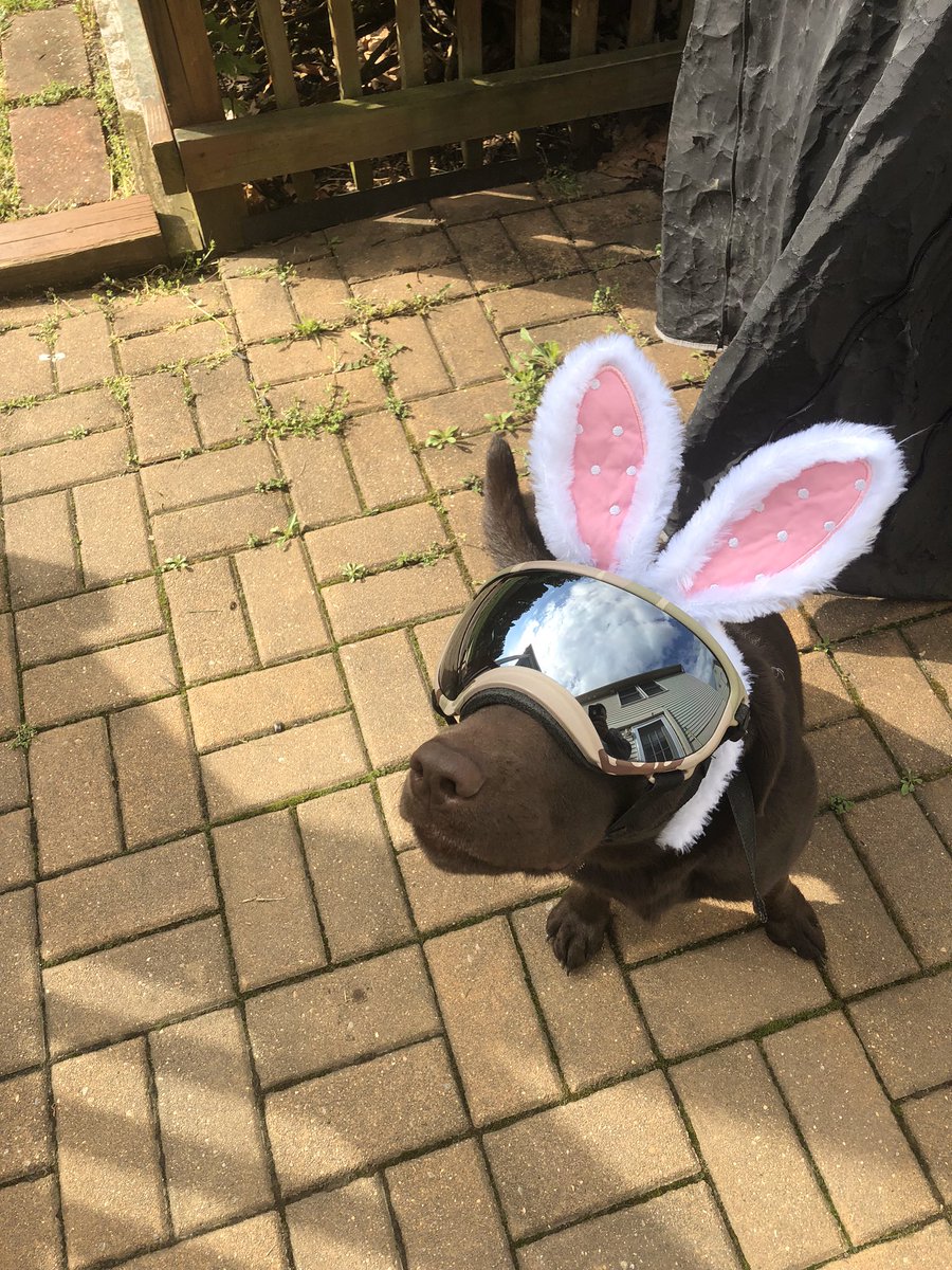 PFDSullivan's tweet photo. A picture of a dog wearing @rexspecsk9 and bunny ears should cheer everyone up...@FEMAregion3 @learyjen @6abcAnnie @SOA_USA @MRitland @AGirlInPhilly @Pb11379 @PFDCorrigan @RedPawRelief #youknowwhothisis #EasterLuna https://t.co/AYq82vh7ZP
