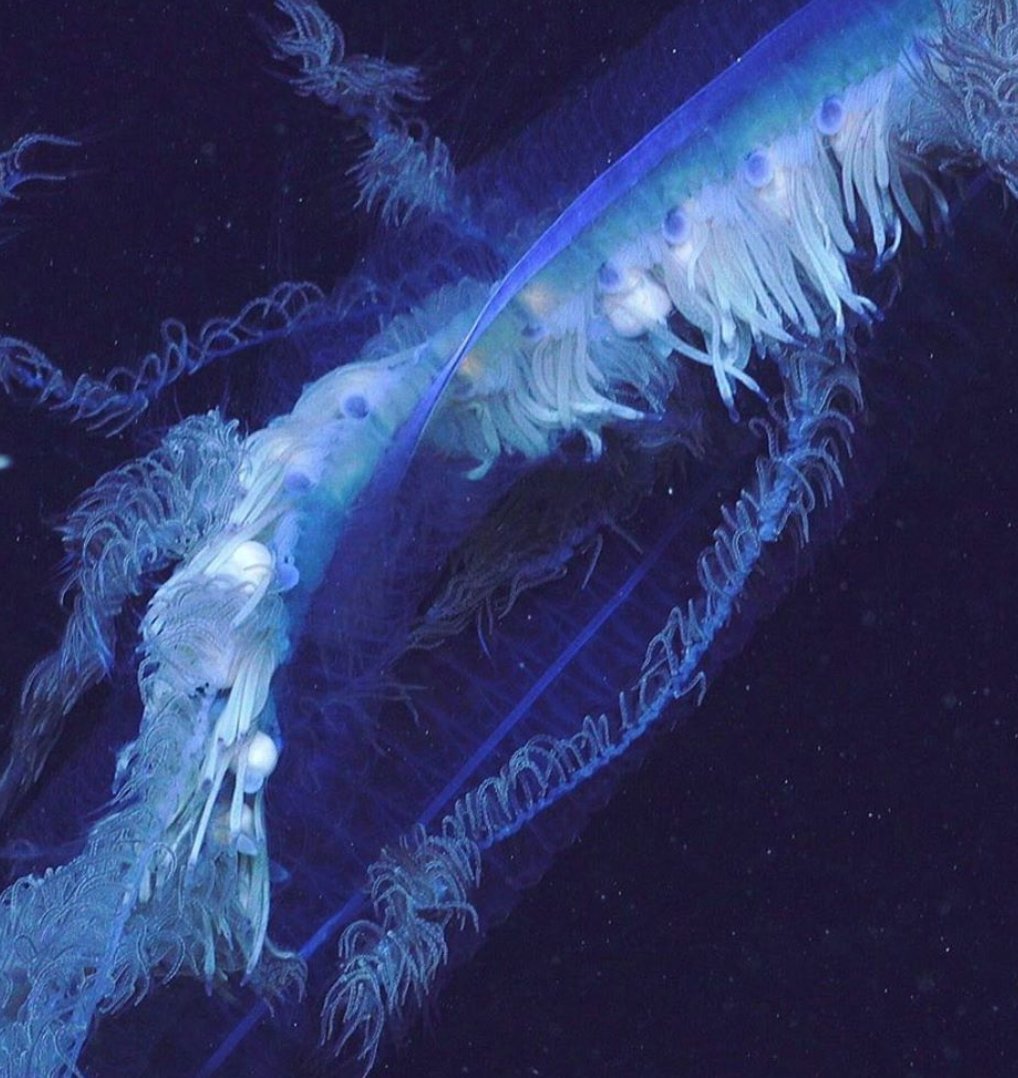 Some of the clones specialize in catching prey. Their slender bodies hang with a single long tentacle dangling like a hook-studded fishing line. Like the frilled tentacles of another siphonophore pictured below... (pic:  @SchmidtOcean  https://bit.ly/2JLKWmS )