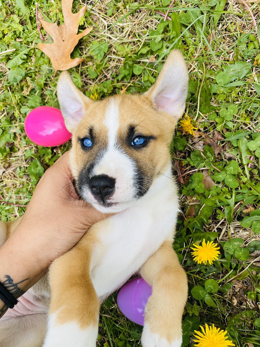 Sisleeeer's tweet photo. Obsessed with my fur baby 💕🐶 https://t.co/WXcU9cXACH