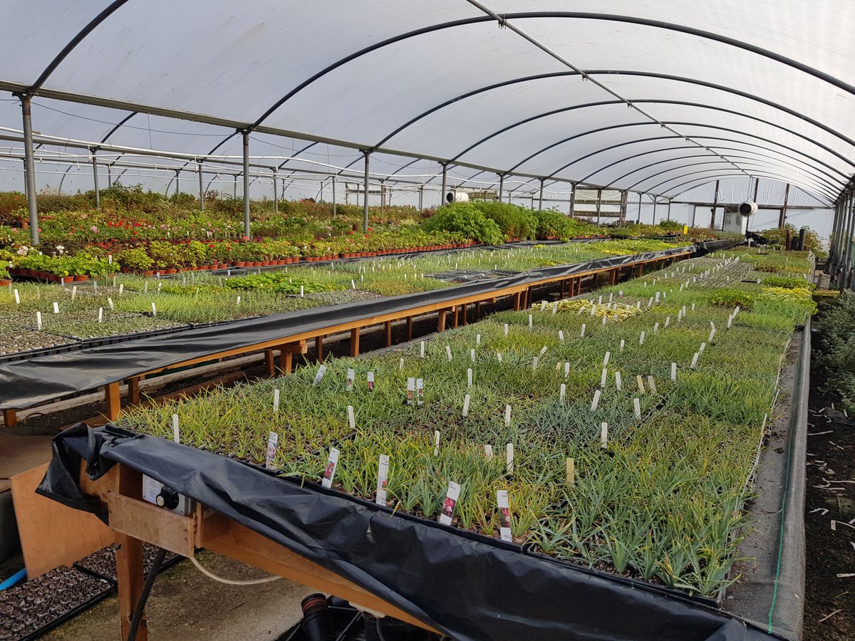 #indinurserieshour Hi, we're a small family firm celebrating 110 years of growing &amp; sending plants #mailorder to anywhere in the UK.  We specialise in Garden Pinks, Carnations, Pelargoniums, Succulents &amp; Fuchsias.  All grown #peatfree &amp; posted direct by ourselves in Sussex.