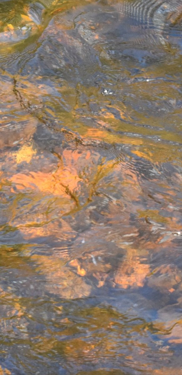 ChristyKAuthor's tweet photo. Homage to Matisse ..stumbled upon this beautiful riverbed moment on my rambles today.. https://t.co/yEOFZGQ233