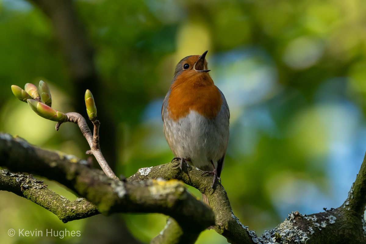 Last song of the day. Little Robin singing over the North Lake at Birkenhead Park. @BirkenheadPark1 @RSPB_Wirral @Visit_Wirral @Wirral_Talk #birkenhead #birkenheadpark #Wirral #Merseyside #birdphotography #birds #wildlifephotography #birding