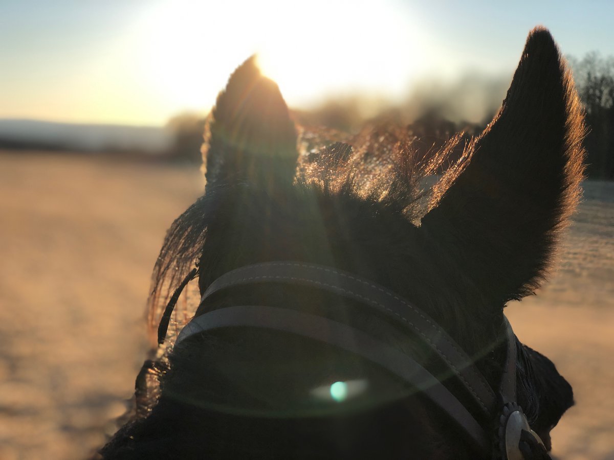 Painted Bar Stables tweet media