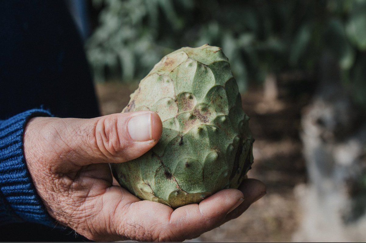 • San Diego is known for its specialty crops. The pandemic can make it harder for farmers to sell guavas and cherimoyas when more common products like lettuces or zucchinis may be flying off the shelves.