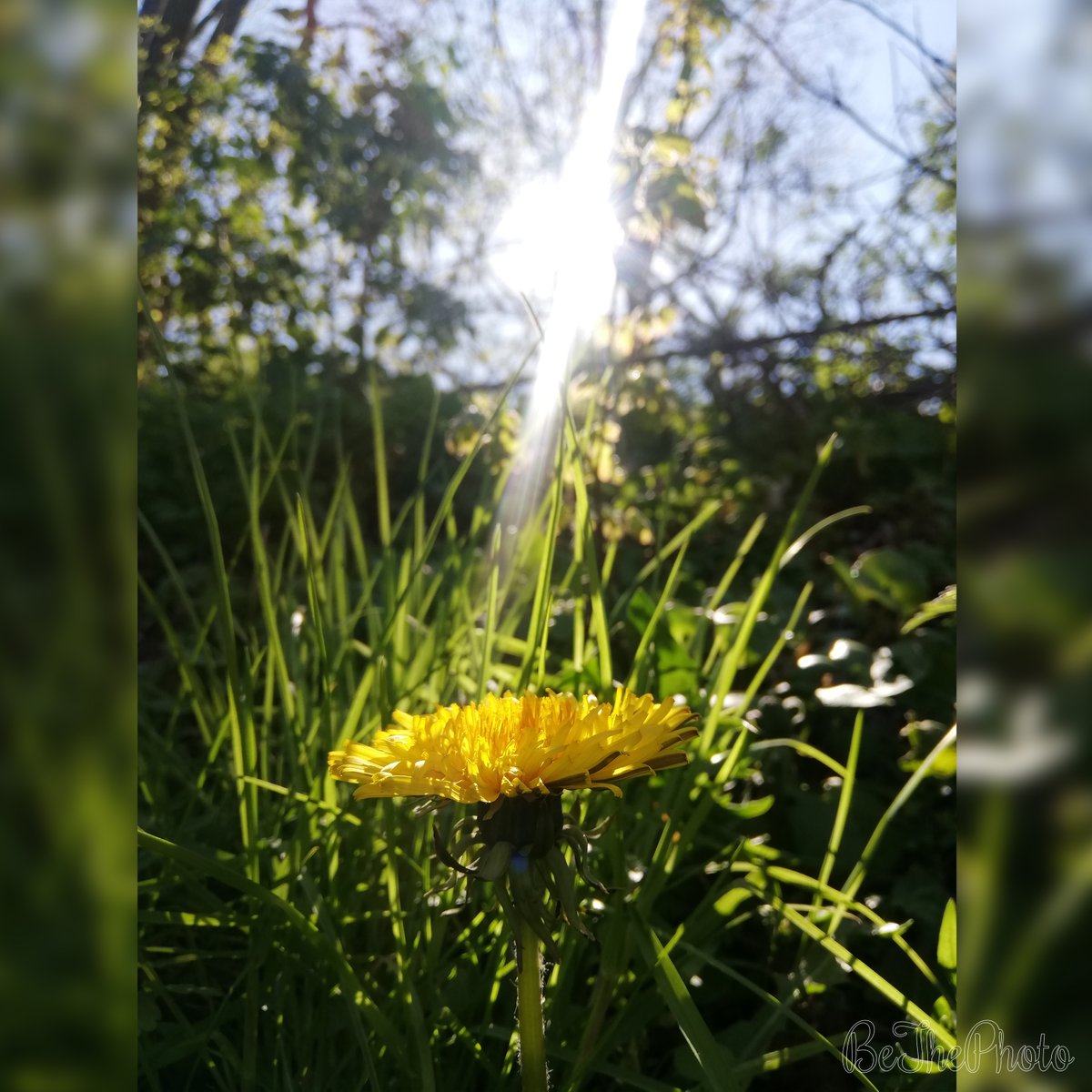 BeThePhotoNL's tweet photo. #Shining #flowers during #lockdown
Camera: #Huawei #P20Lite
F: f/2.2-4-2.2-2.4
S: 1/609-971-451-196
ISO: 50
#unedited
#BeThePhoto #Brabant #NorthBrabant #Uden #Uje #nature #natuur #sunny #bloem #zonnig #buiten #sunflare #trees #bomen #lockdown #spring #huaweip20lite #photography https://t.co/Id5E0mY0Uo