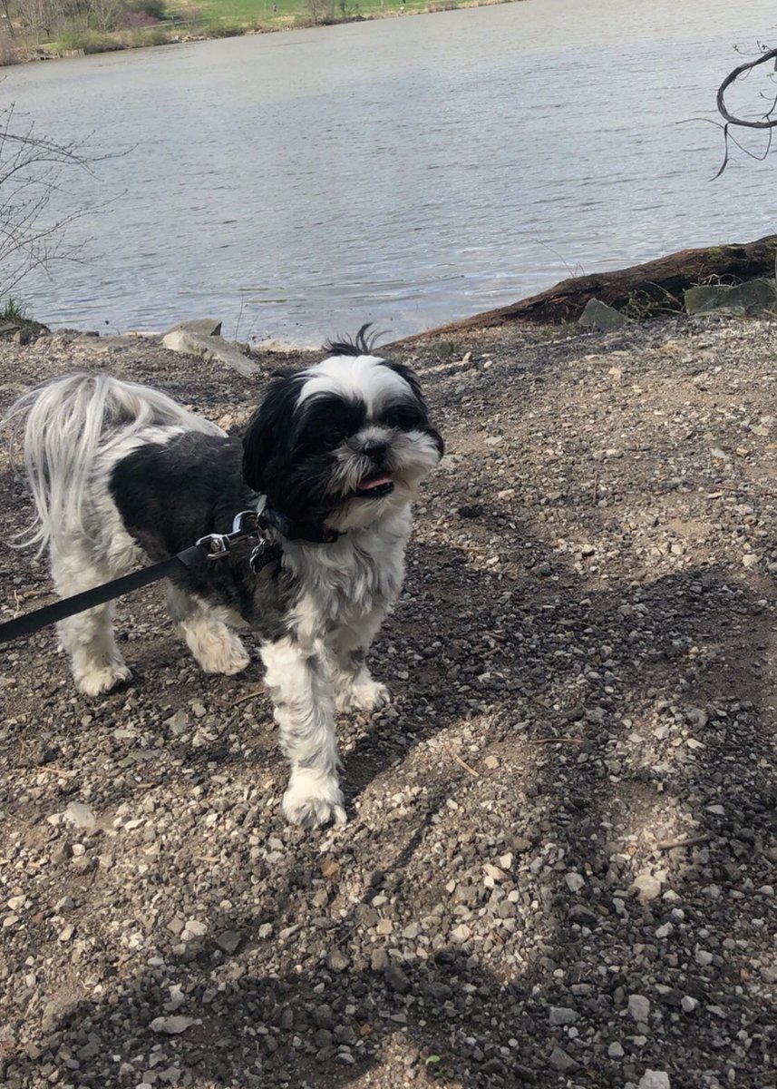 Litzsinger_FACS's tweet photo. Getting outside to enjoy the fresh air and nice weather with the pup! Loving how green the grass and trees are starting to turn! #AfftonVirtualSpiritWeek https://t.co/BcyqccXbkf