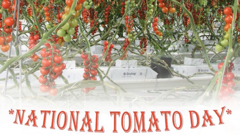 We celebrate #FreshTomatoDay EVERYDAY! 🍅 Our employees handpick fresh fruit for your family each and everyday settling for nothing short of perfection. #shoplocal #greenhousegrown