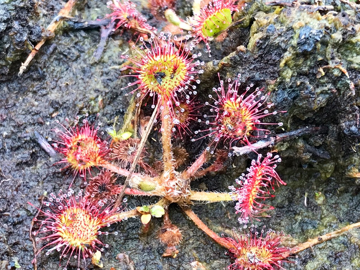 katieholten's tweet photo. @RobGMacfarlane A glorious little starburst. Sundew in Ardee Bog, County Louth, Ireland 

#solaceinnature #savethebogs https://t.co/gN1le8fBMx