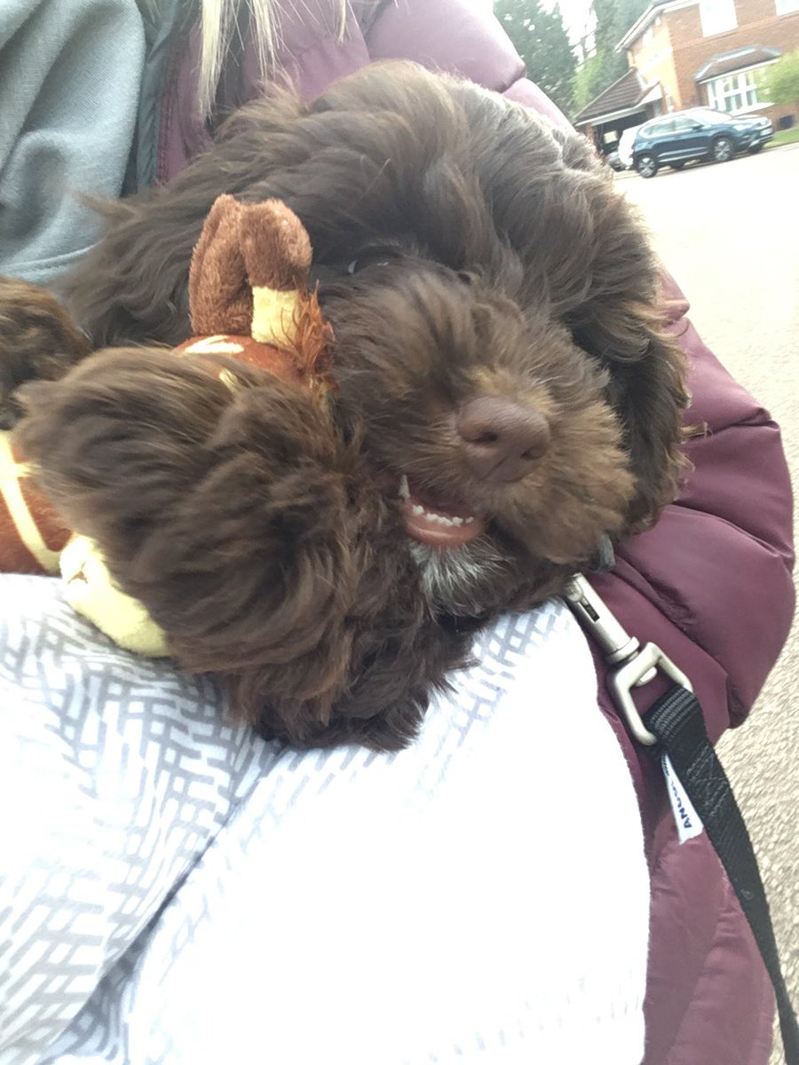 Demelza_Beth's tweet photo. Day 3 #yourchallengeyourway 2.9 miles walked this evening with my little Cockapoo pup Darla who’s 10 weeks old so can’t go on the floor yet so a walk with a wiggly pup and George the cuddly giraffe along the way isn’t the easiest 🐶 🦒 @DemelzaHospice https://t.co/UN4sXPX2JA