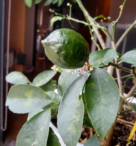 studiotrope tweet media