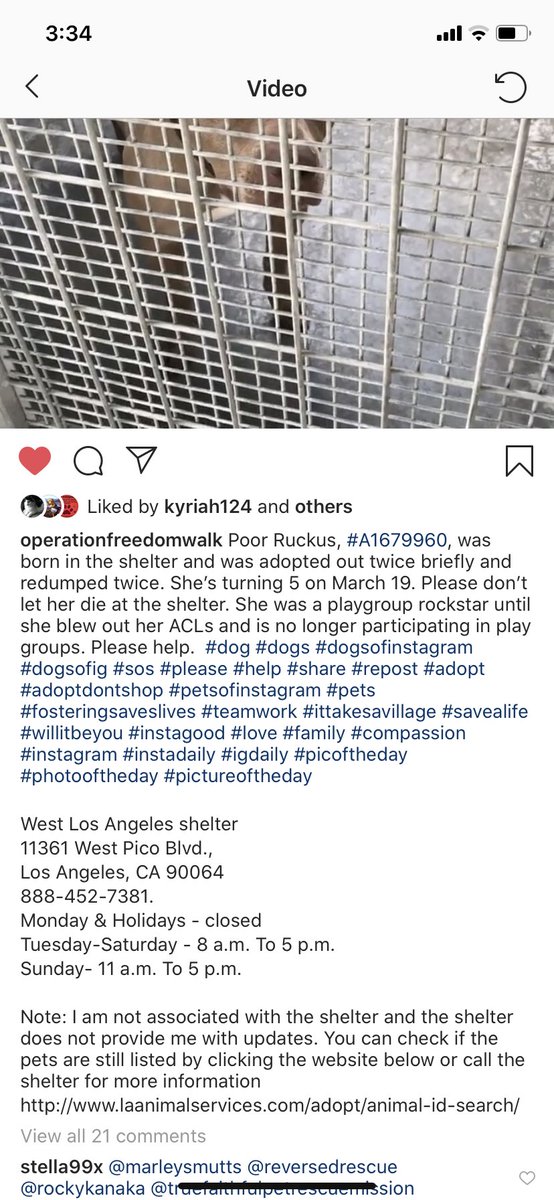 unicorndreams99's tweet photo. Please help me share this sweetheart #westlosangelesshelter #shelterdog #shelteradvocate #foster #rescue #addopt #retweet @PeterAskin1 @JayneMarie007 @TaniaHopkins3 @the_little_chis @MoishesMom @KeithOlbermann @reddogsusie @bvanhool_van @angie_karan https://t.co/5mvB9z2m97