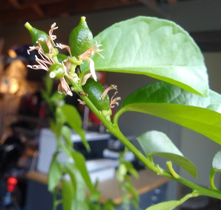 studiotrope tweet media