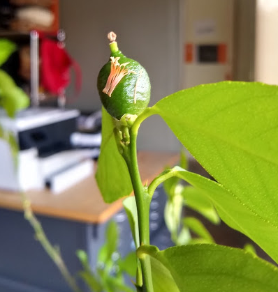 studiotrope tweet media