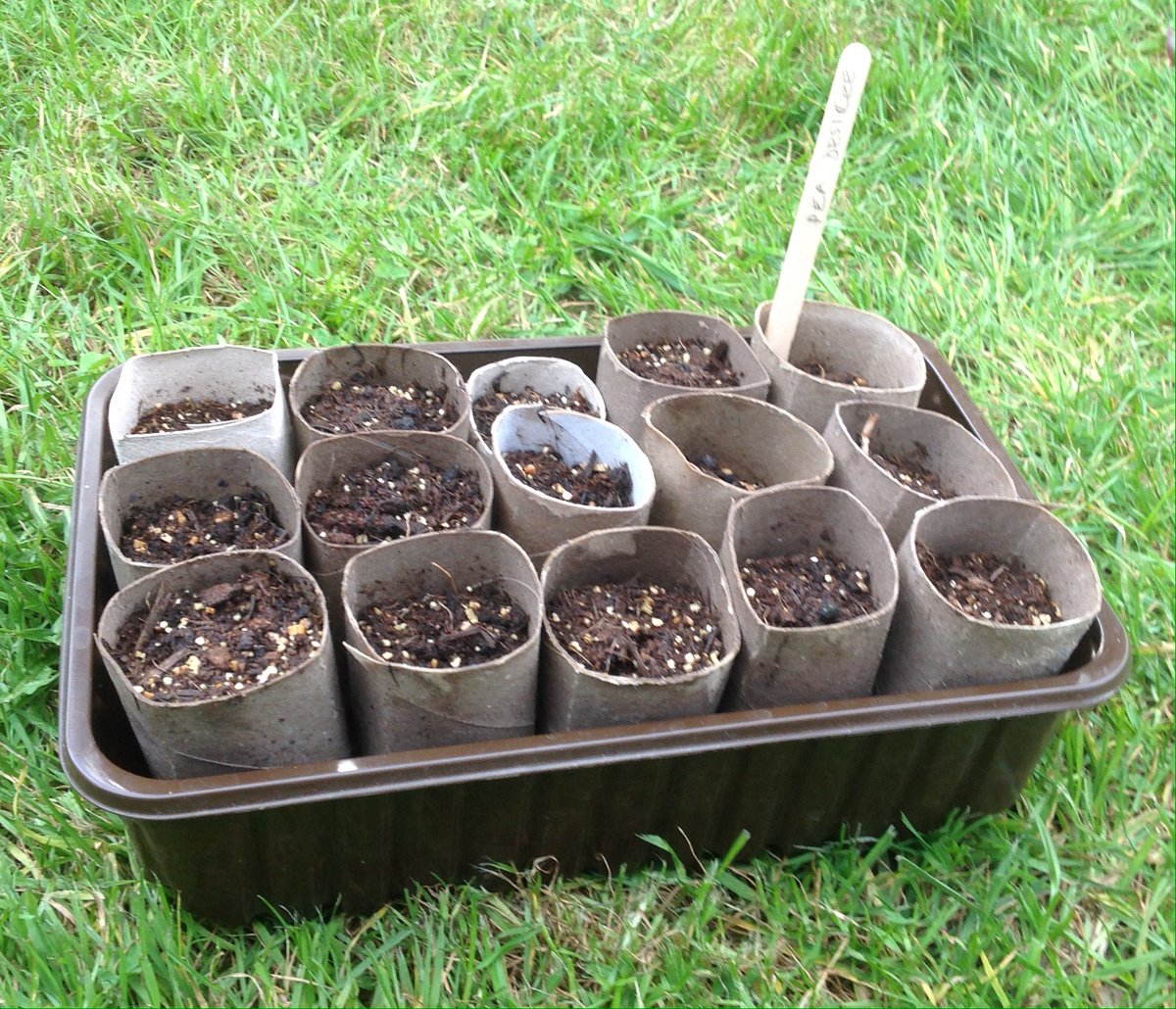 Plastic, veg or meat trays are ideal to stand smaller pots or loo rolls in and water without making a mess. You can also plant into these. 4/11