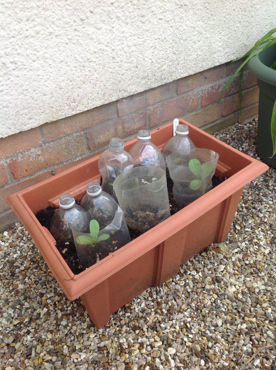 Cut the end of a plastic bottle and you have a mini greenhouse to pop over your little plants. Push down into the soil around your plant. Keeps them warm, keeps bugs and slugs off and I also use them to stops cats from digging in pots. 5/11