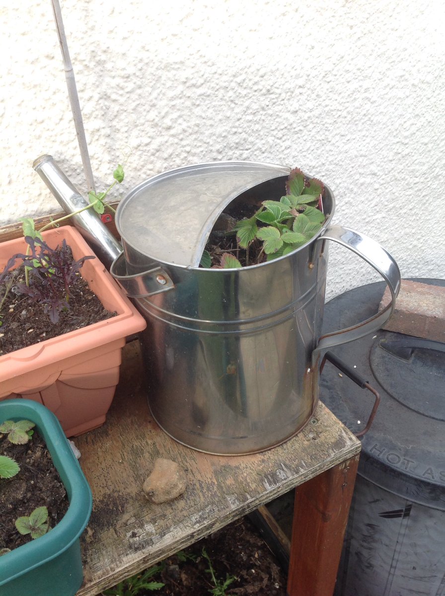 As your plants grow they will need more room, either in a bigger container or on the garden. This can be anything - buckets, milk cartons, old kitchen dishes, foil trays, crates with sacking or a bin bag in. A bag for life. Just pop some drainage holes in. 8/11