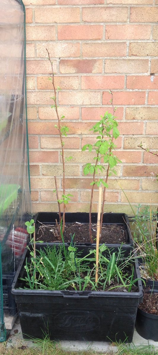 No compost?Dig some soil from your garden, Put in your pot and pick out stones, weeds or rubbish. Crumble it up by hand. If you have some compost mix with the soil to go further. If you use just soil, plant your seeds in rows, then if any weeds come up you know which is which.