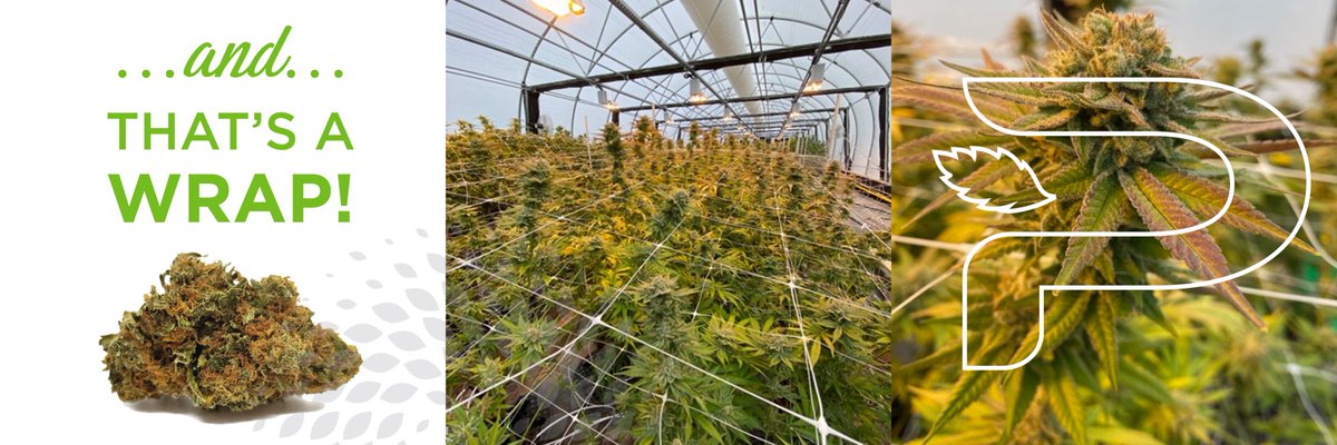 Pincanna1's tweet photo. This past weekend we finished our first harvest in our Pinconning facility. Weβre excited to dry and cure this crop, set up for a larger second round, and finally bring some of Michiganβs finest cannabis to market.
#staytuned #Pincanna #FarmLabMarket #HealNaturally https://t.co/rC7sXTe8AV