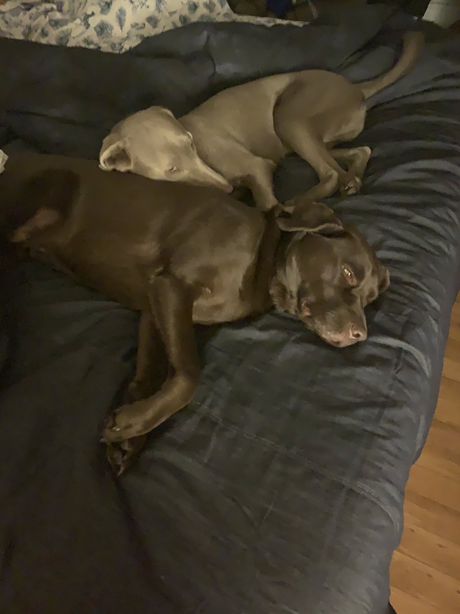rabryce's tweet photo. @ucf17rj Chuck &amp; Hank... doing what they do best https://t.co/rjRYuOsh7g
