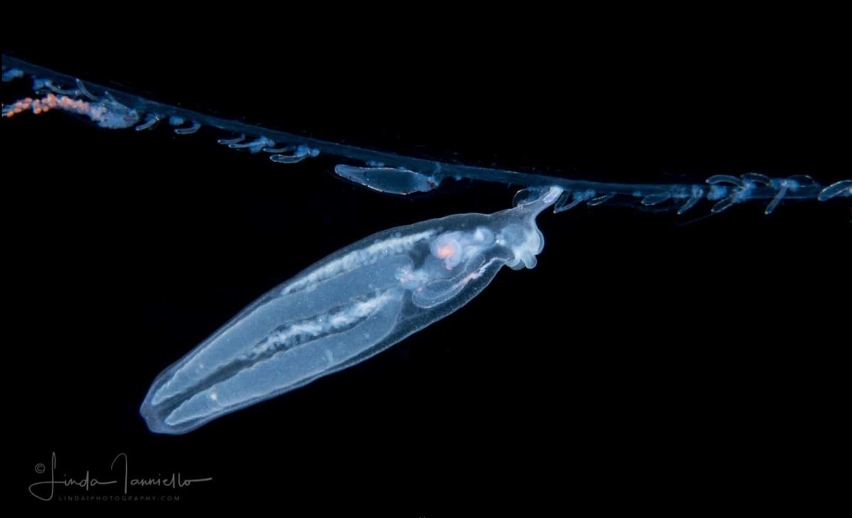 The sea slugs, called Cephalopyge, grab onto siphonophore clones using their tiny snail food and slowly eat them while hanging off the colony like an ornament! Pic by:  https://lindaiphotography.com/black-water-mollusks/