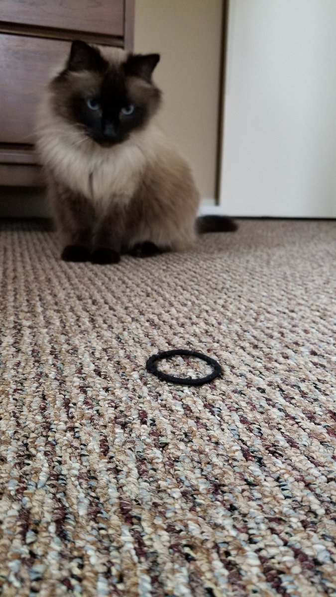 FelineMarshall's tweet photo. Today: I show proper attack technique. Locate target. Secure perimeter. Aim. Pounce. #CatsOfTwitter #CatsOfTheQuarantine #AttackCat #DailyUpdate https://t.co/YxHSa9ul1h