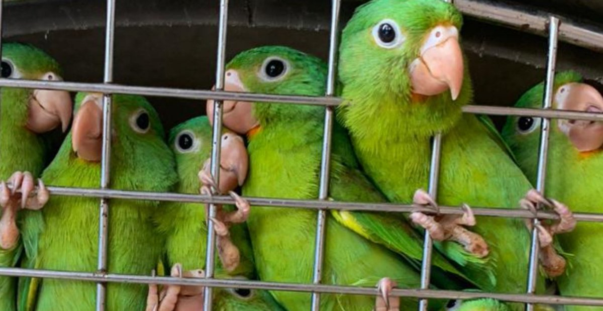 HasbunAlex's tweet photo. #yonacílibre
Desesperado de estar encerrado en tu casa??
Imaginate así toda tu vida!!!!
#AltoAlEncierroDeFaunaSilvestre
#CuarentenaTotal #psitacidos #Pericos #loros #SeConciente #QuedateEnCasa #vidasilvestre #libertadanimal #biodiversidad #Veterinaria #Covid_19 https://t.co/UxlkZp3gjm