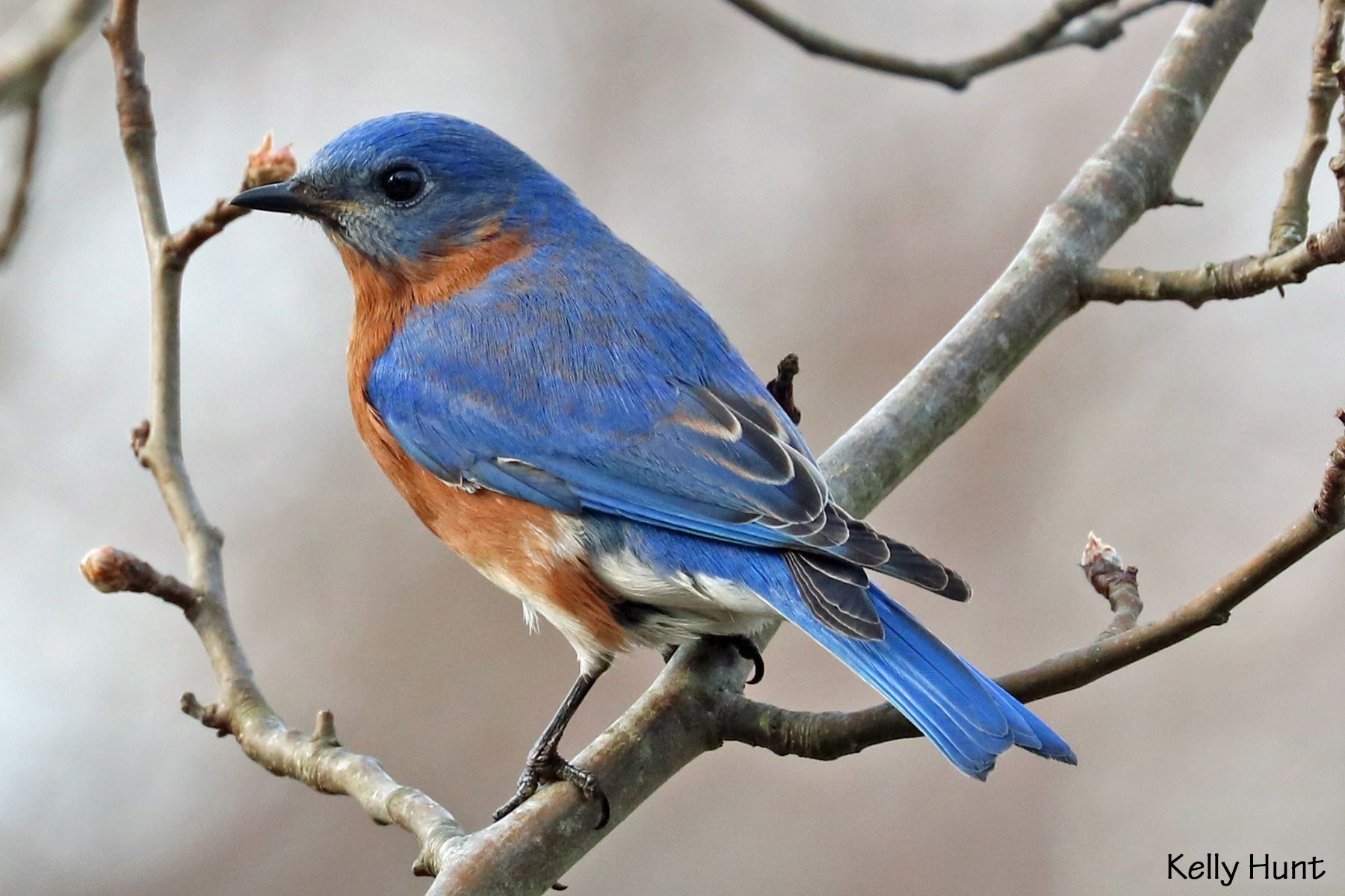 wildbird mountain bluebird
