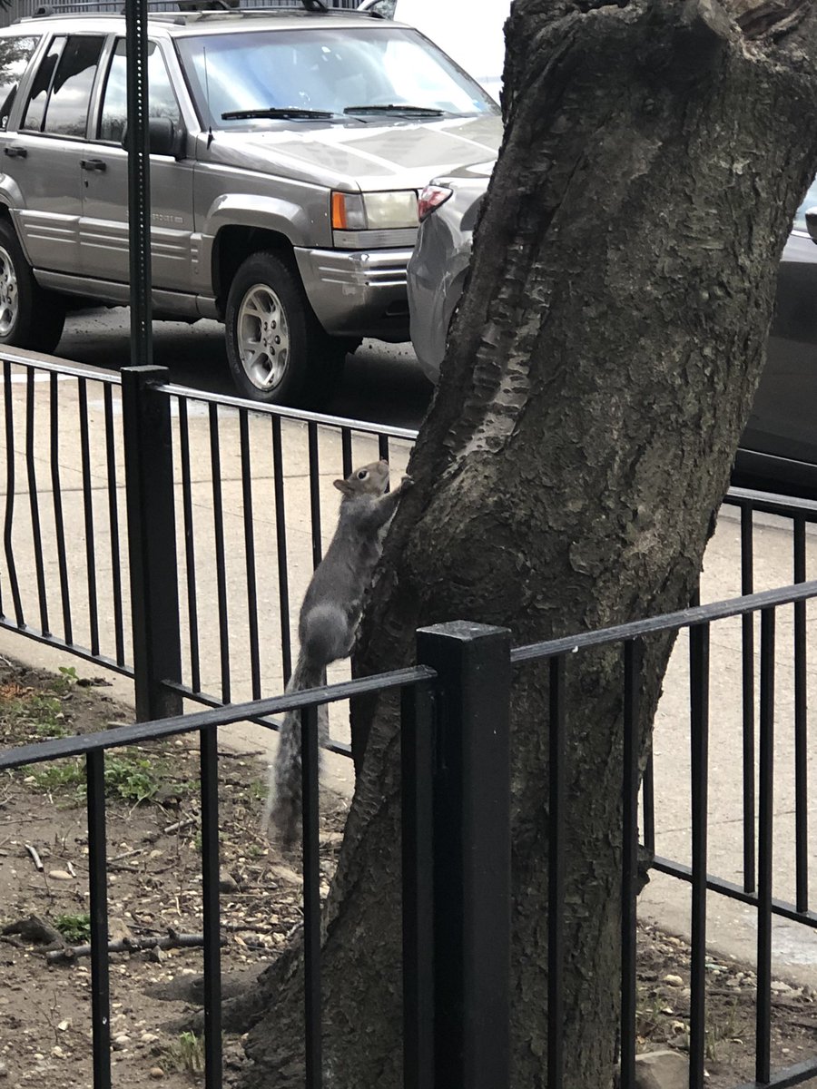 animals_nyc's tweet photo. Nobody come without 6ft of this tree, it’s his social distancing space ✨ https://t.co/LT5XunSsxm