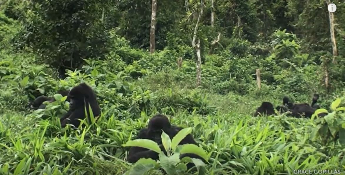 While we hope you're not feeling like a caged animal, our next  #LiveStream rec might offer a much needed sense of freedom . It's the  #GRACE  #Gorilla  Forest Corridor Cam in a remote area of the Democratic Republic of  #Congo .  https://bit.ly/3c7VwRB   #StayHomeSaveLives